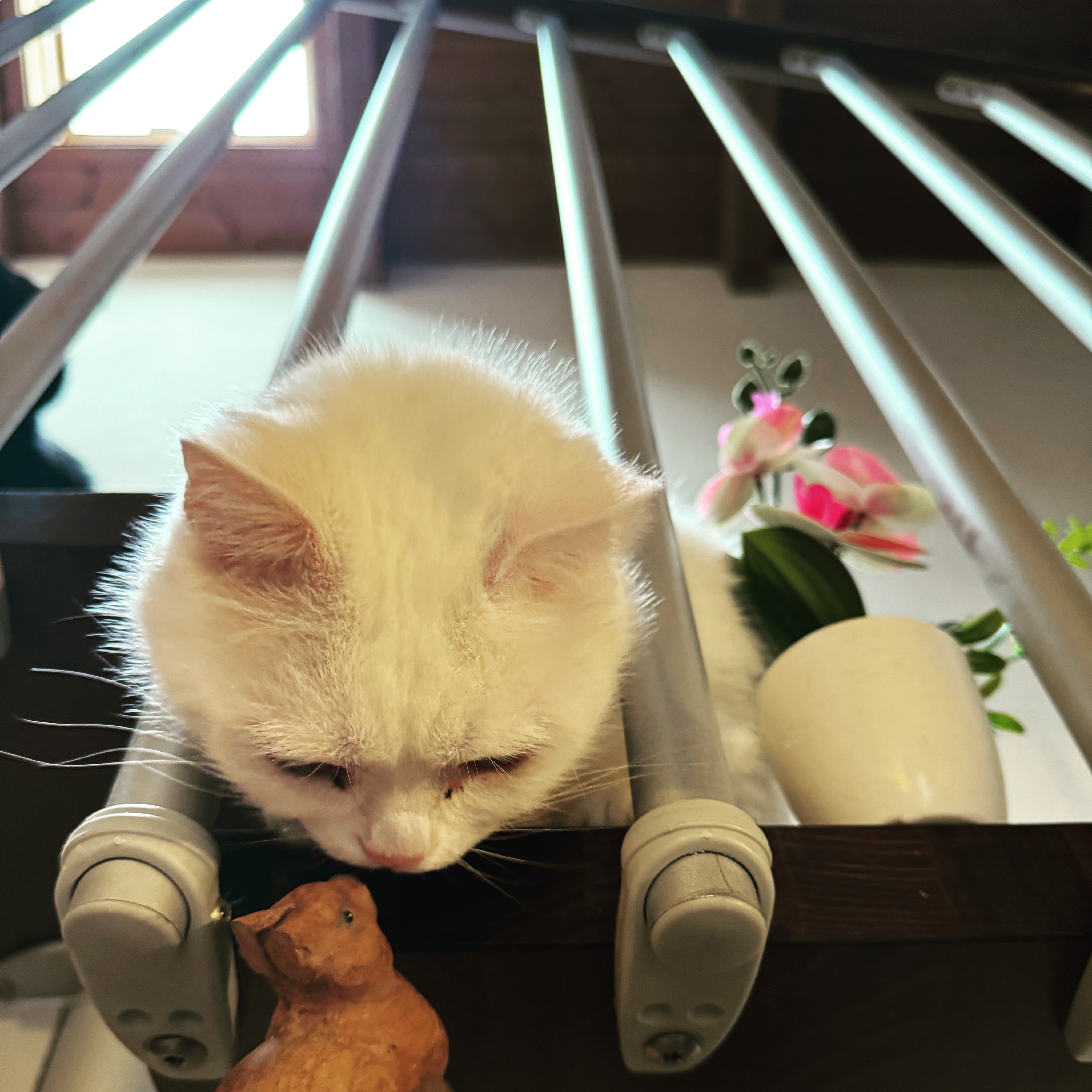 Bruno amico degli animali 🐱