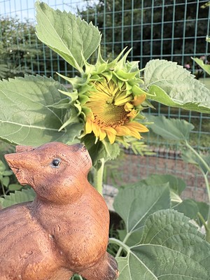 brunogirasole.jpg