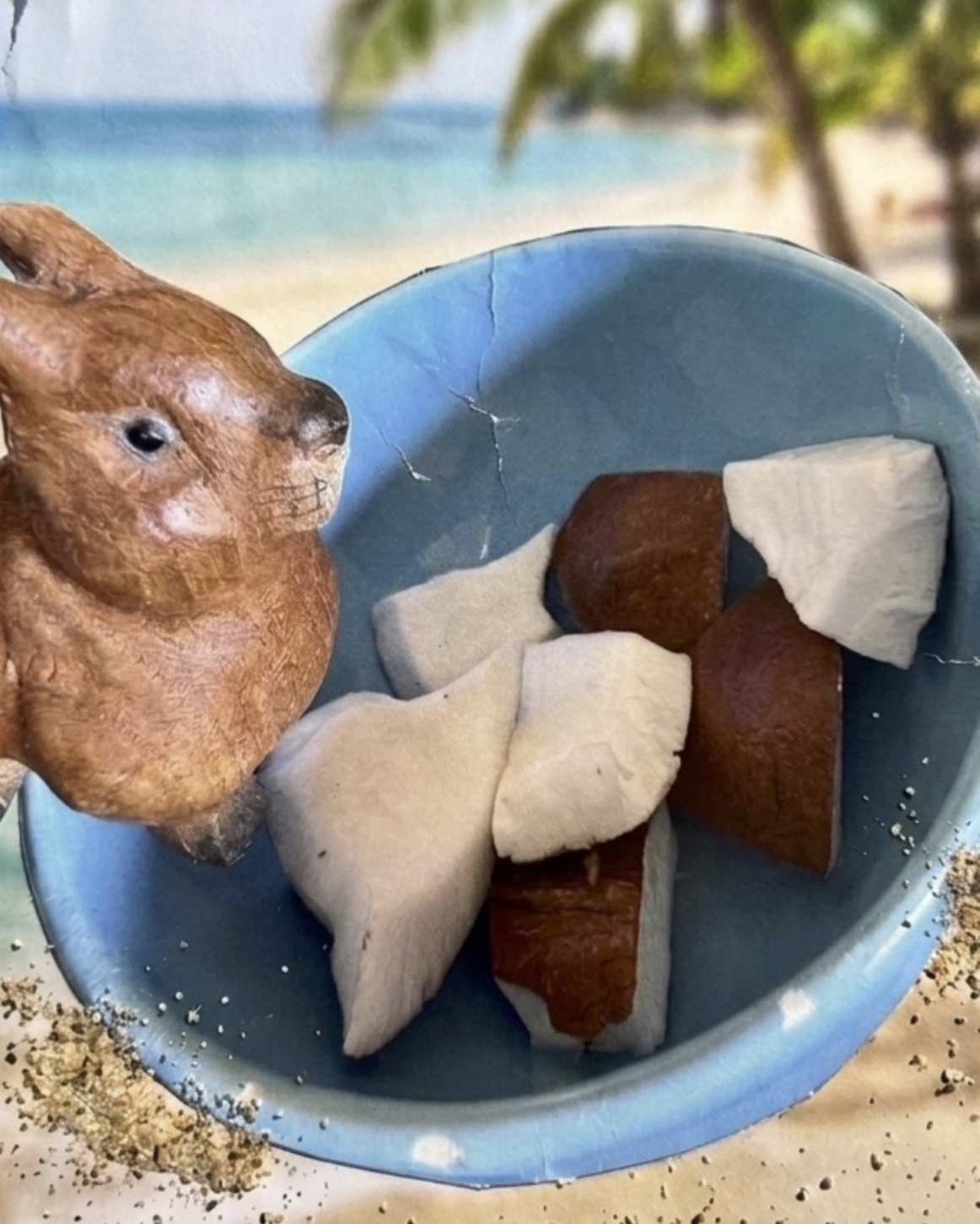 cocco.jpg