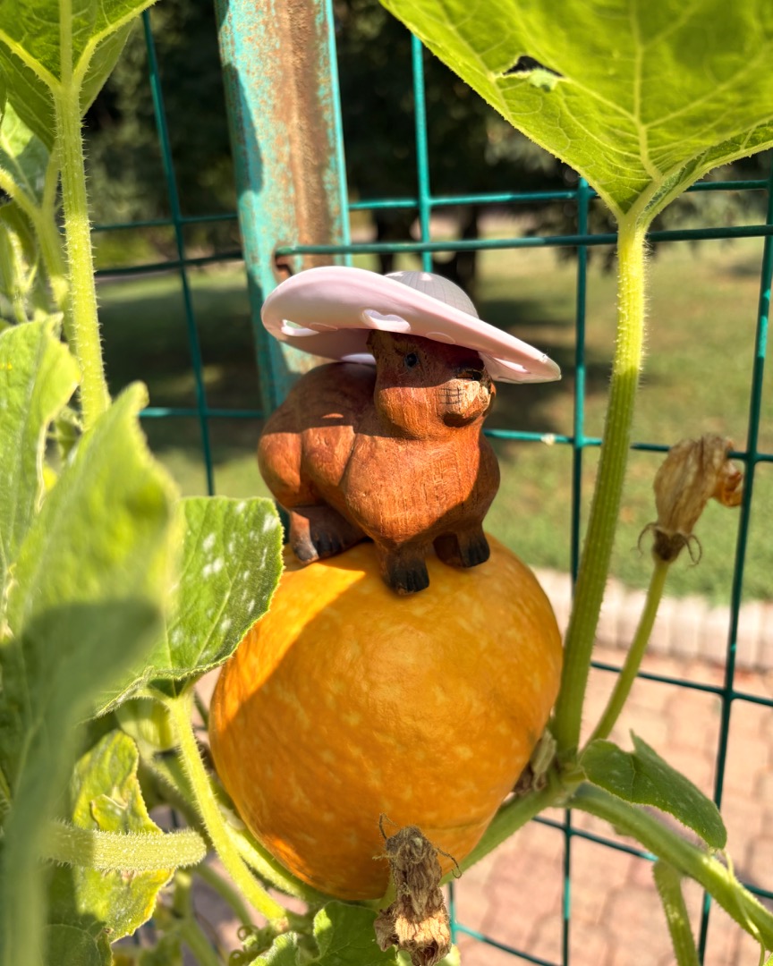 zucche_orto.jpg
